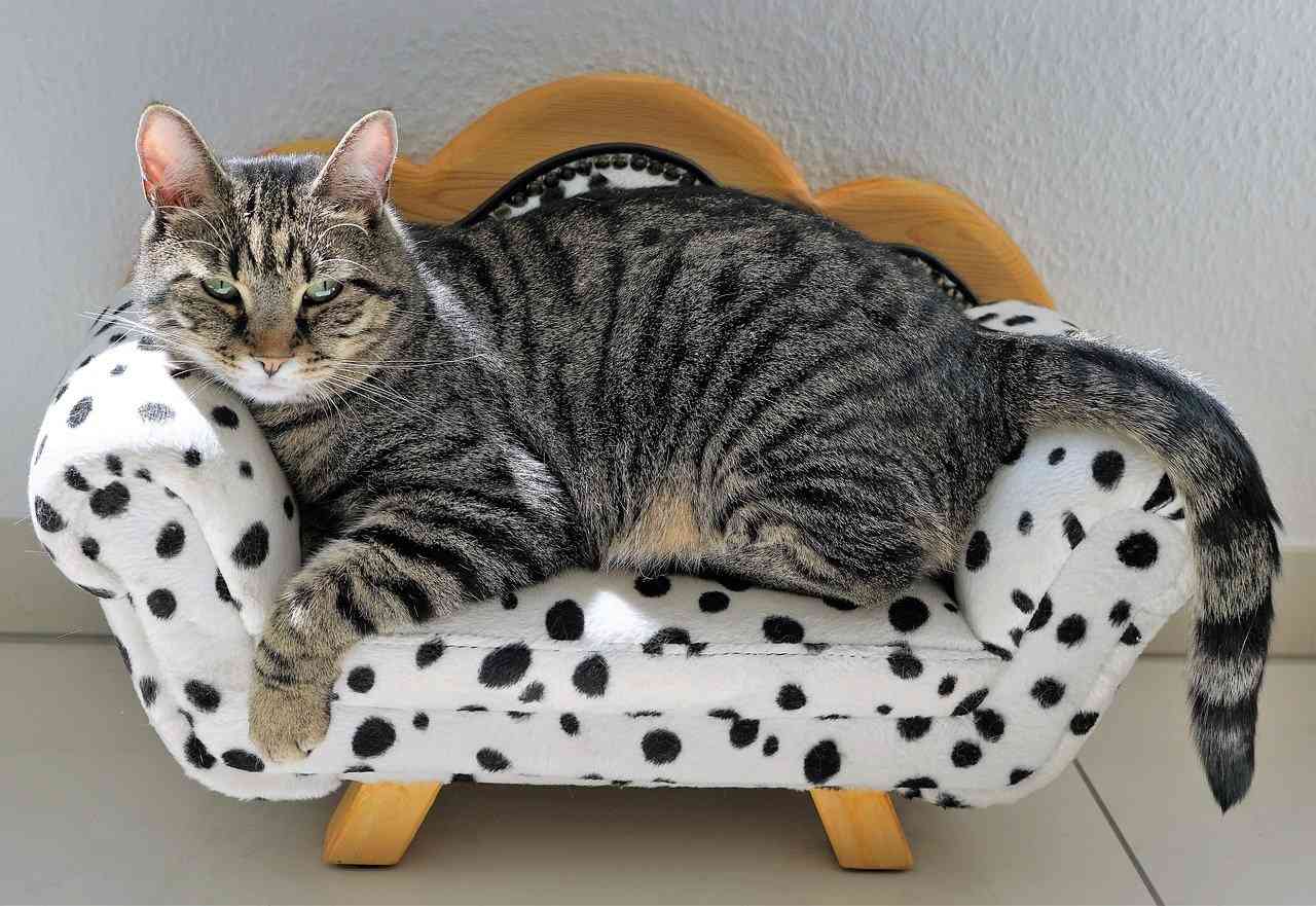 Взрослая полосатая кошка лежит на игрушечном диванчике